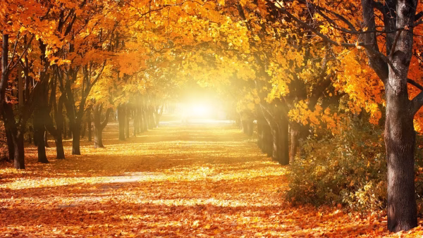 Herfst blues