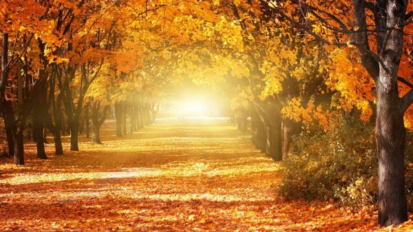 Herfst blues