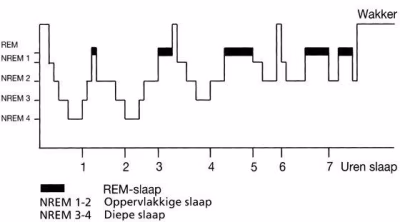 Slapen – hoe werkt het nou eigenlijk?