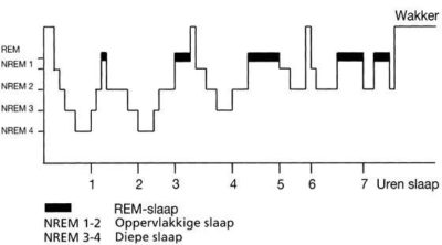Slapen – hoe werkt het nou eigenlijk?